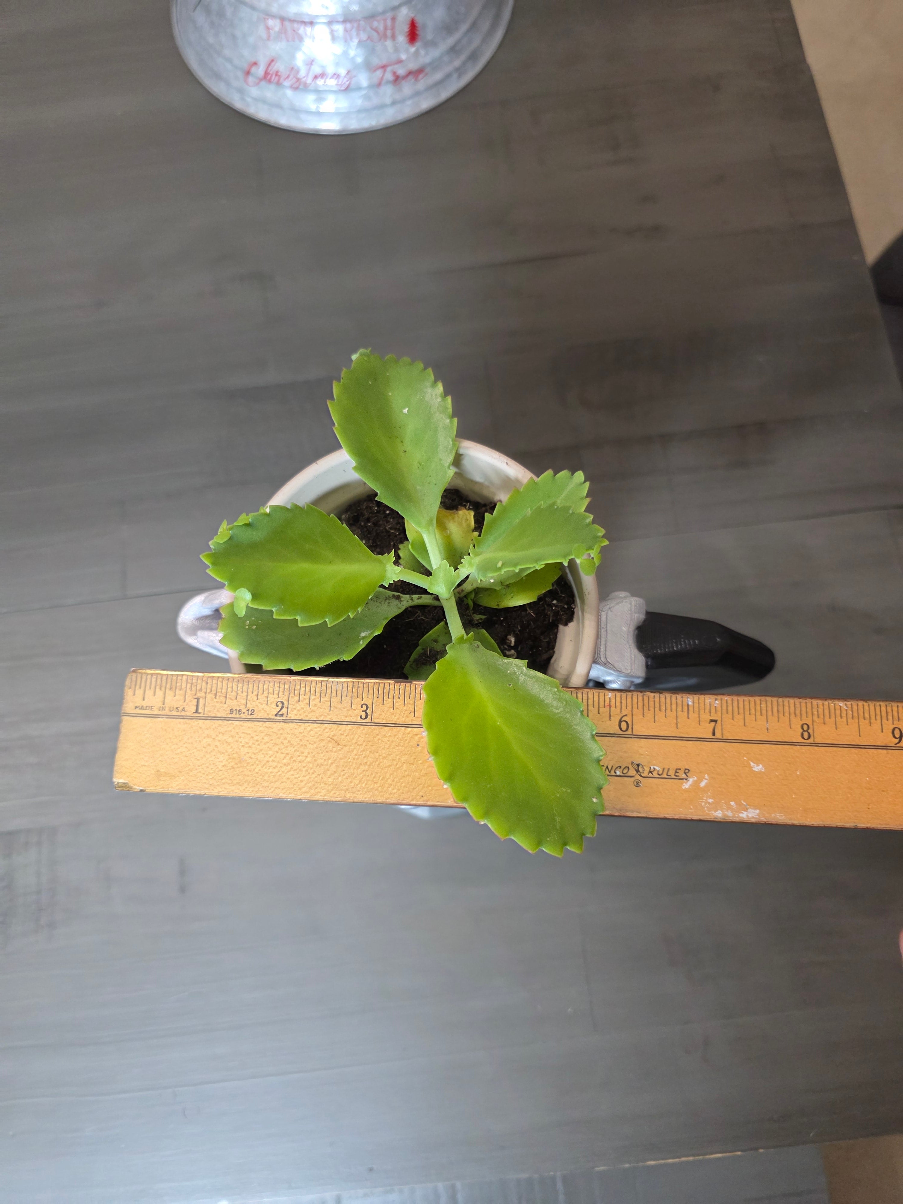Tiesto Grande en forma de Greca Cafetera Típica de Puerto Rico Hecho en 3D Printing - El tiesto cerámico y la planta no están incluidas